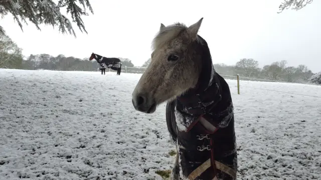 horses in the snow