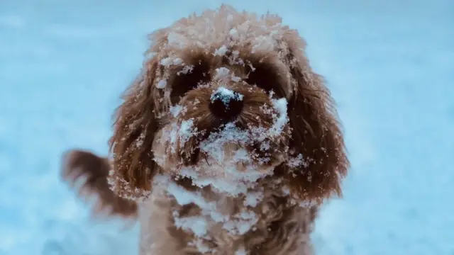 Peaches plays in the snow