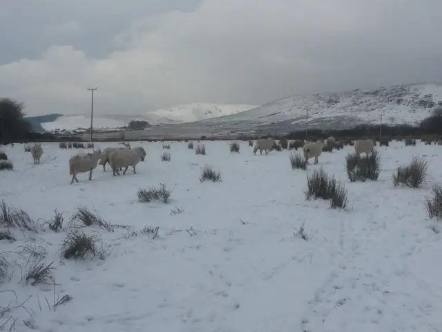 Sheep near Foel Cwmcerwyn