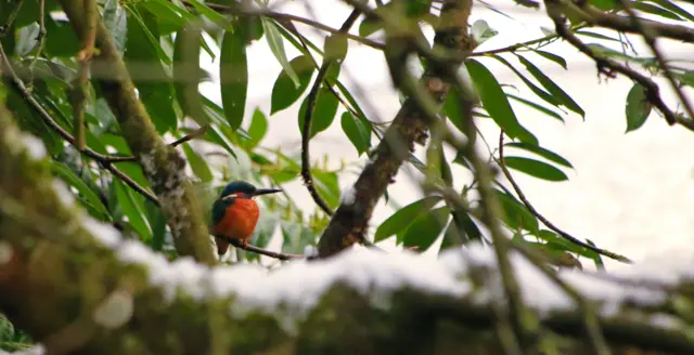 Kingfisher