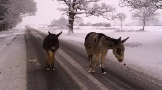 Donkeys travelling on a road in Dorset