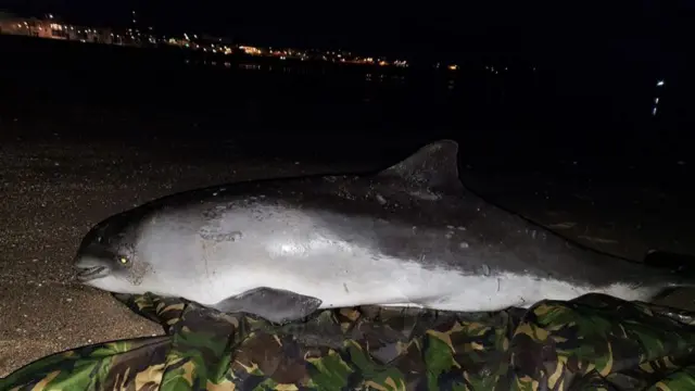 A stranded porpoise