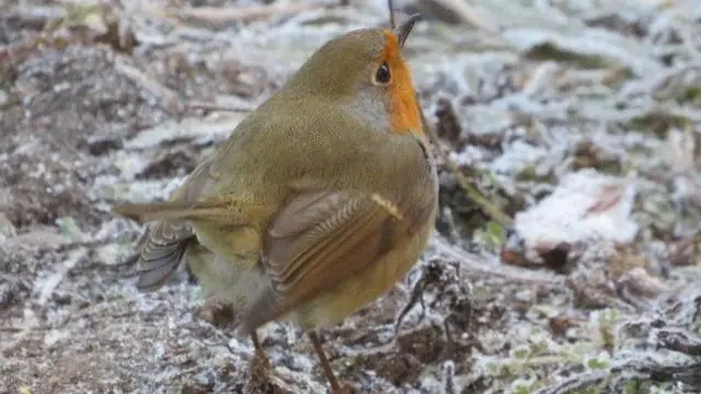 Coleshill robin