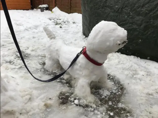 Snow dog