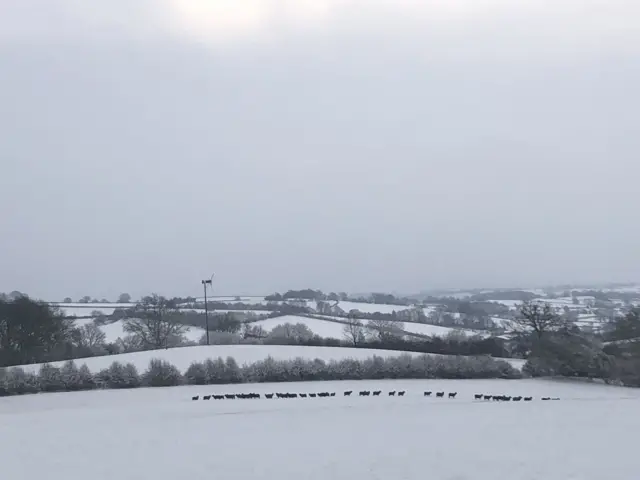 Sheep in a snowy field near Llanvetherine in Monmouthshire