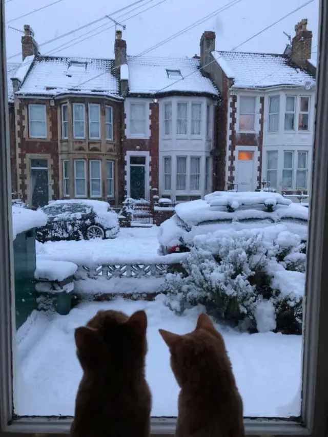 Two cats looking at snow through a window