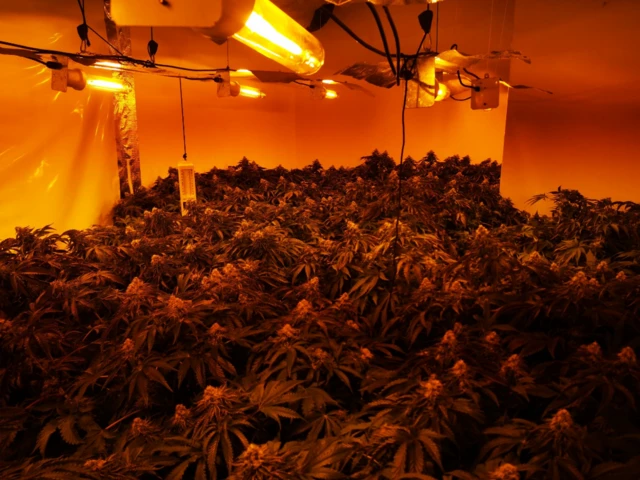 Cannabis plants at bungalow in Swadlincote