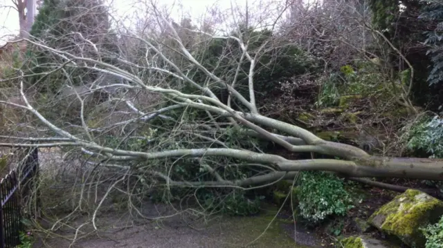 Tree down at The Dingle