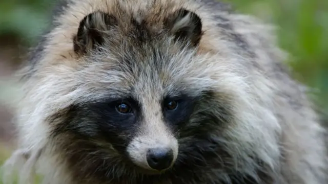 Tanuki