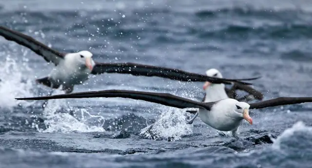 Black browed Albatross