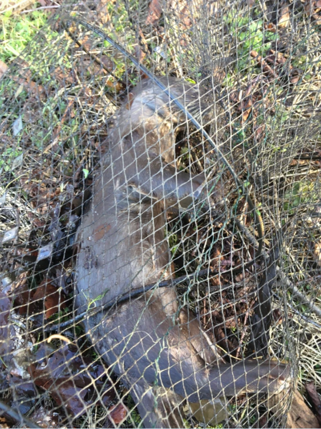 Dead otter