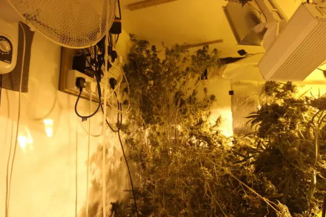 Cannabis farm