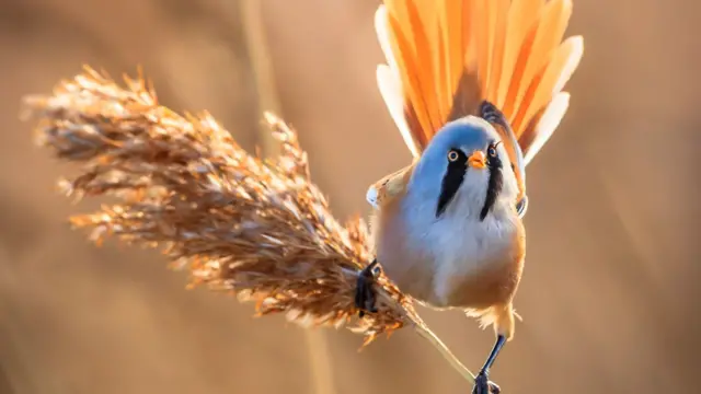 A bearded tit