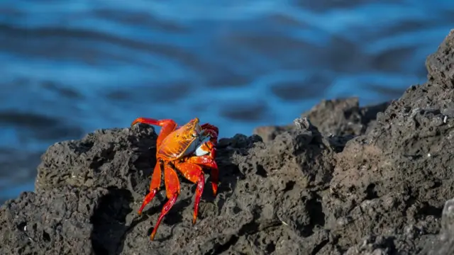 A crab climbs a rock