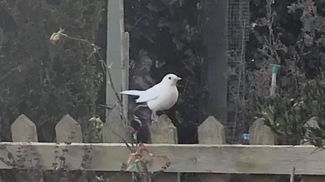 Albino blackbird