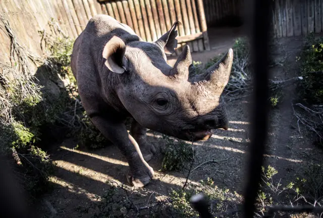 A rhino