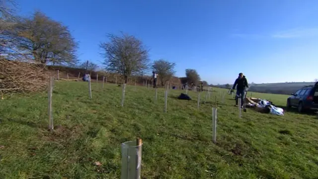 Trees being planted