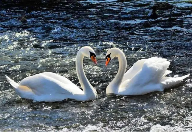 Swans