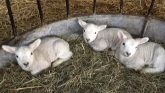 Lambs