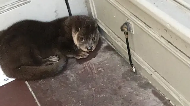 Frightened otter