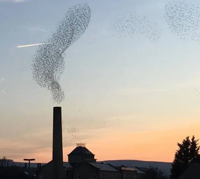 STARLING MUMURATION