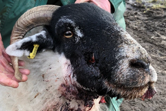 Sheep with shot jaw