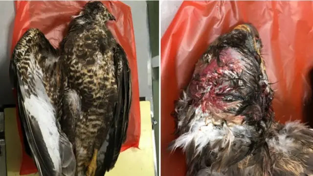 Dead buzzard