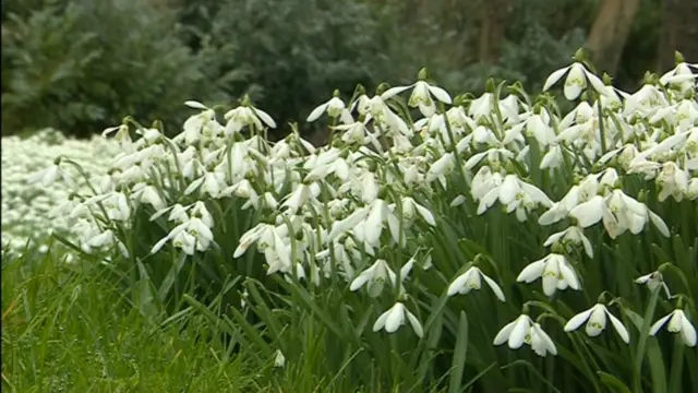 Snowdrops