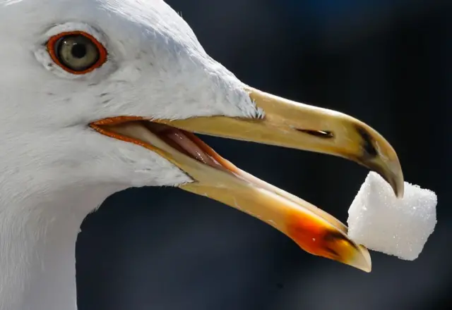 A seagull holds a sugar cube in its mouth