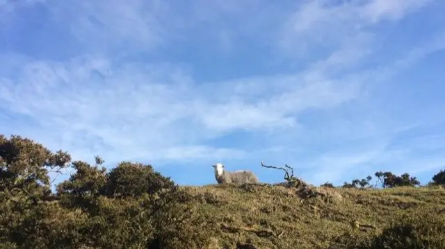 Clee Hill sheep