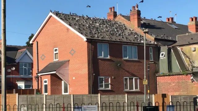 Pigeons on a roof in Sparkhill