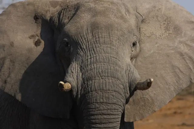 Face of an elephant