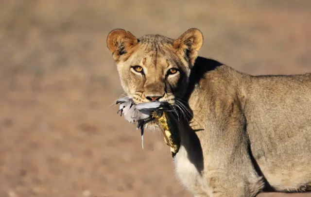 A lion with a bird in its mouth