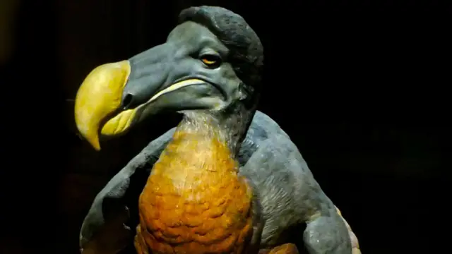 Dodo bird