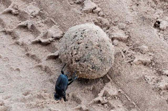 A dung beetle pictured in Chobe national park, Bostwana.