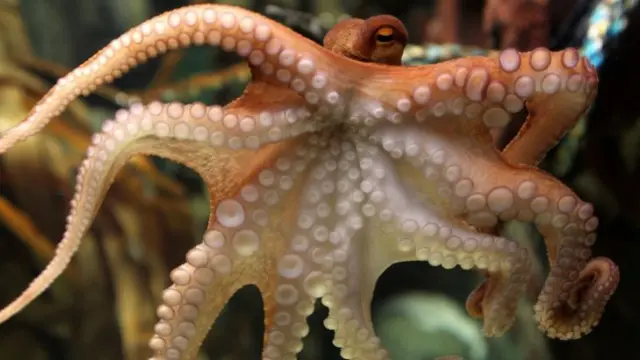 An octopus