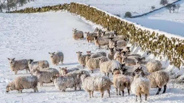 Snow and sheep