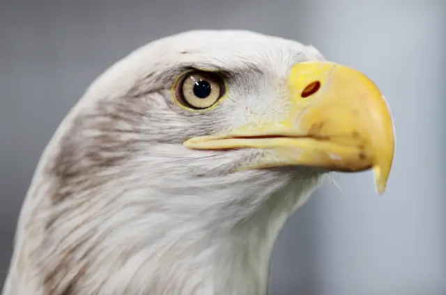 Crystal Palace eagle