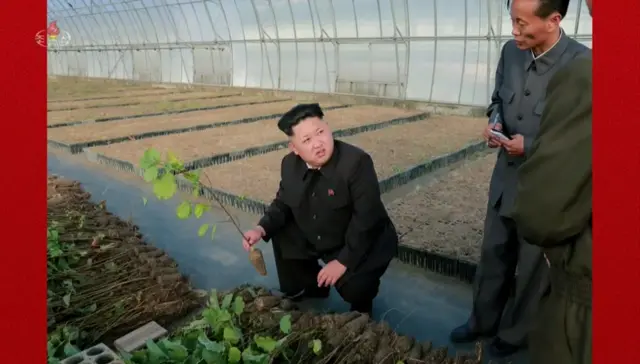 Kim Jong-un inspecting trees