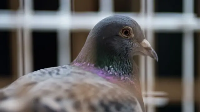 Pigeon