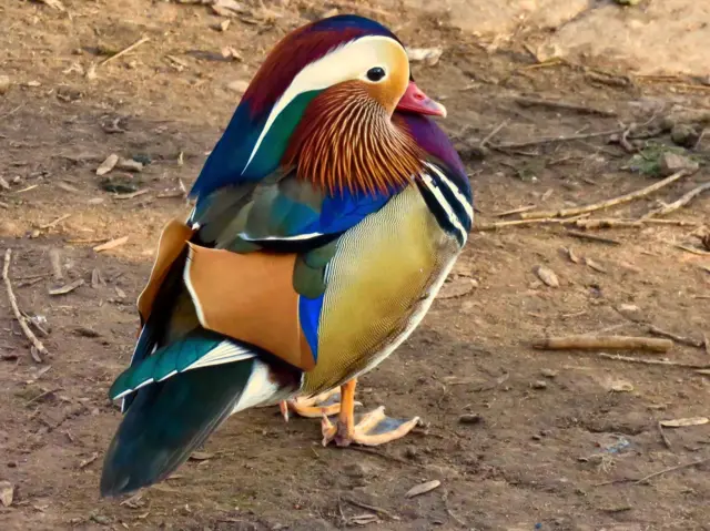 Mandarin duck