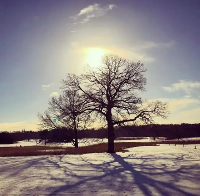 Trees in the snow