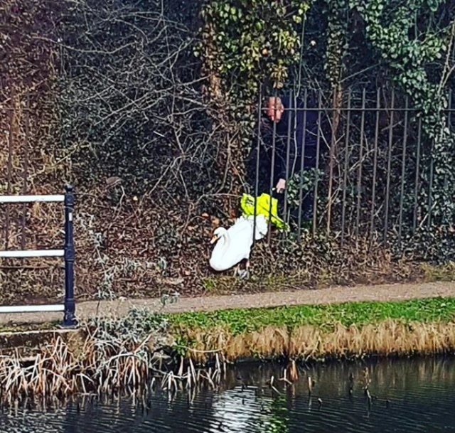 Officer saving a swan