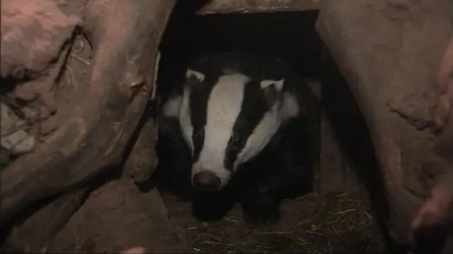 A badger