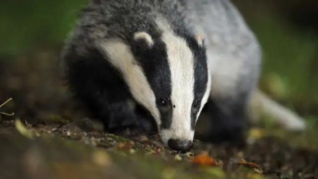 A badger