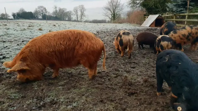 Pigs in Wirksworth