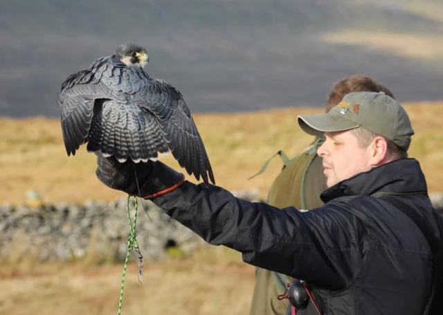 Chris Hodgkinson with peregrine