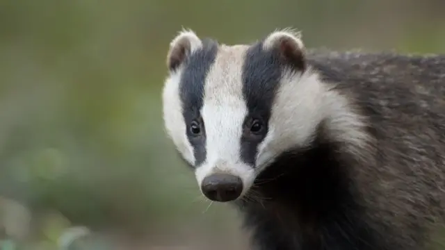 A badger