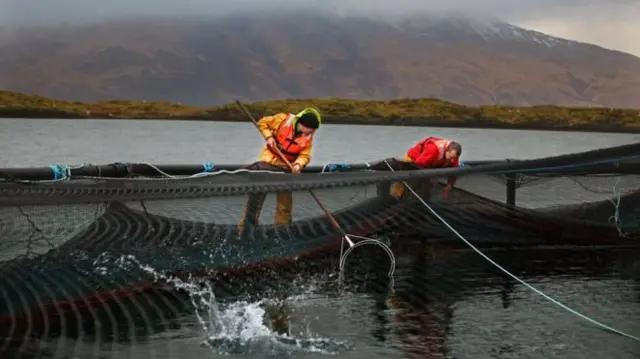 Salmon farmers