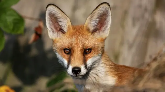 Fox